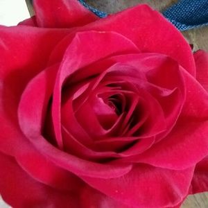 Meet your Posher, Crystal